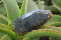 Natural Smokey Quartz Crystals x 4 From Zomba, Malawi - Toprock Gemstones and Minerals 