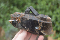 Natural Smokey Quartz Crystals x 4 From Zomba, Malawi - Toprock Gemstones and Minerals 