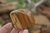 Polished Tiger's Eye Free Forms x 6 From Prieska, South Africa