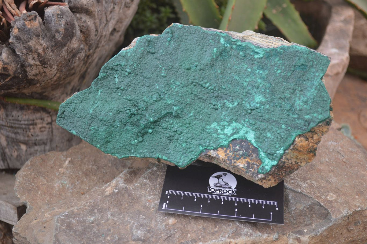 Natural Botryoidal Malachite Specimen x 1 From Tenke Fungurume, Congo - Toprock Gemstones and Minerals 