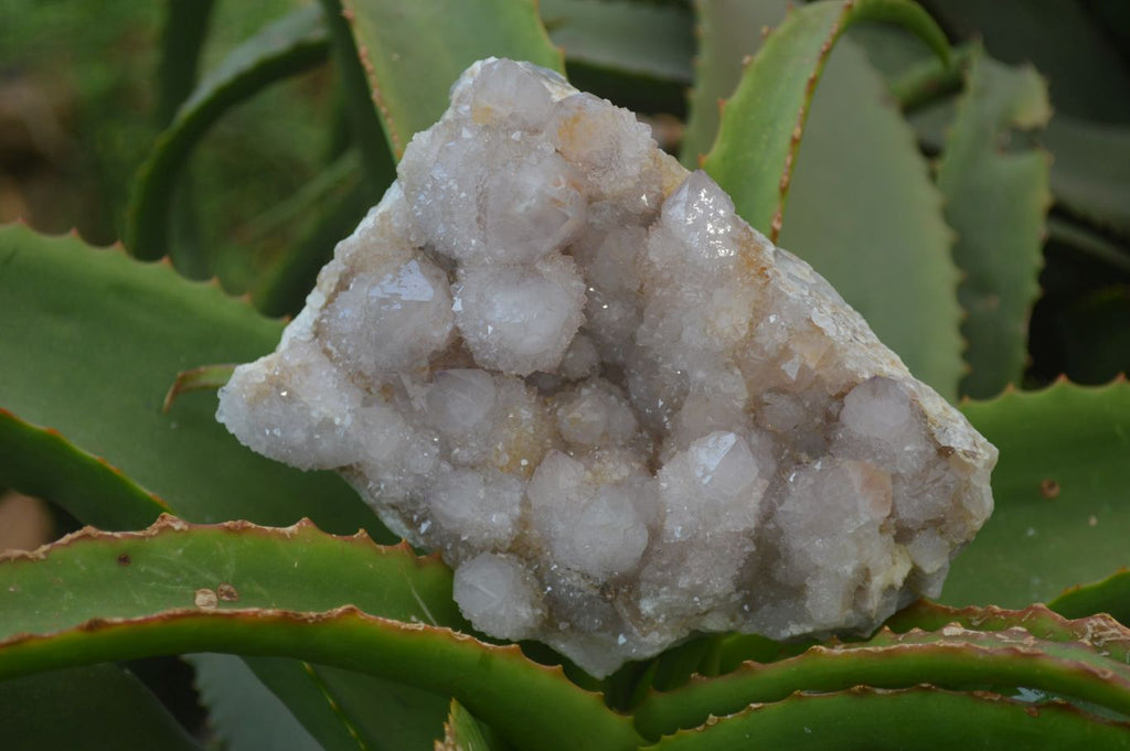 Natural Spirit Quartz Clusters x 2 From Boekenhouthoek, South Africa - Toprock Gemstones and Minerals 