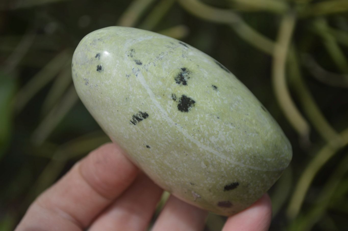 Polished Leopard Stone Standing Free Forms x 6 From Nyanga, Zimbabwe - Toprock Gemstones and Minerals 