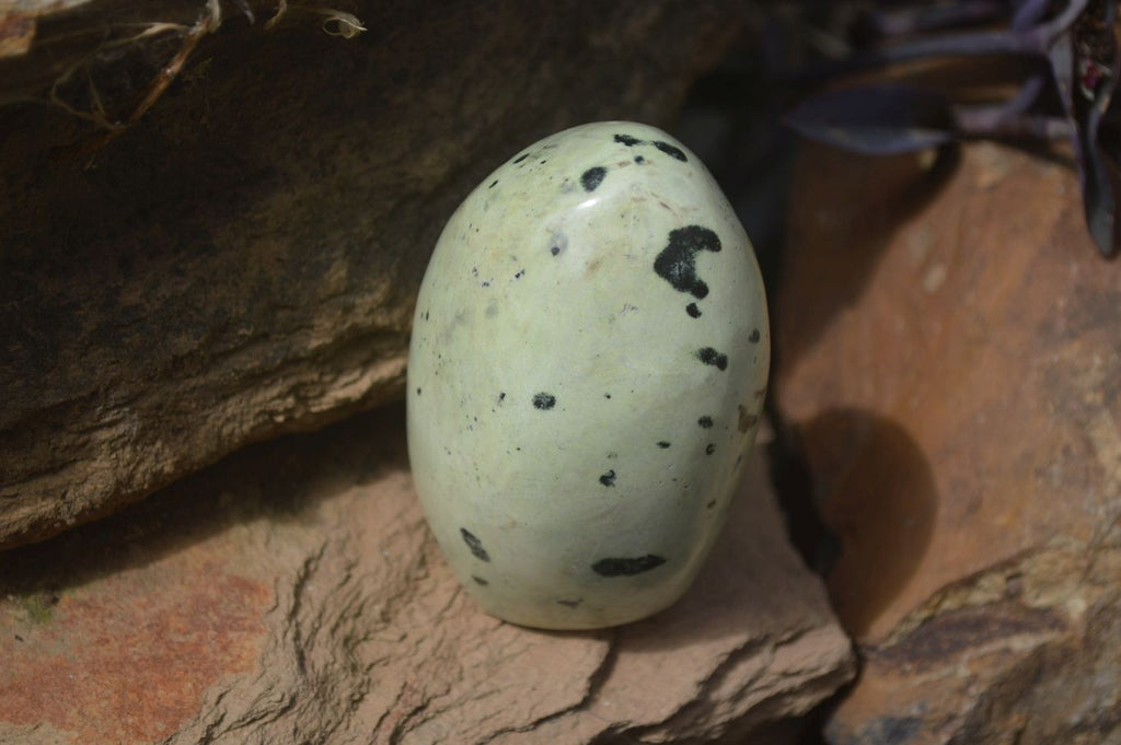 Polished Leopard Stone Standing Free Forms x 6 From Nyanga, Zimbabwe - Toprock Gemstones and Minerals 