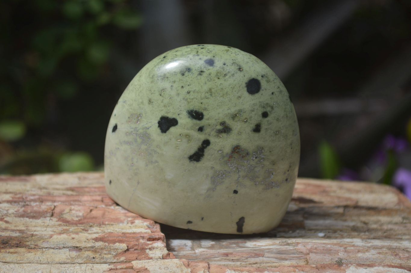 Polished Leopard Stone Standing Free Forms x 6 From Nyanga, Zimbabwe - Toprock Gemstones and Minerals 