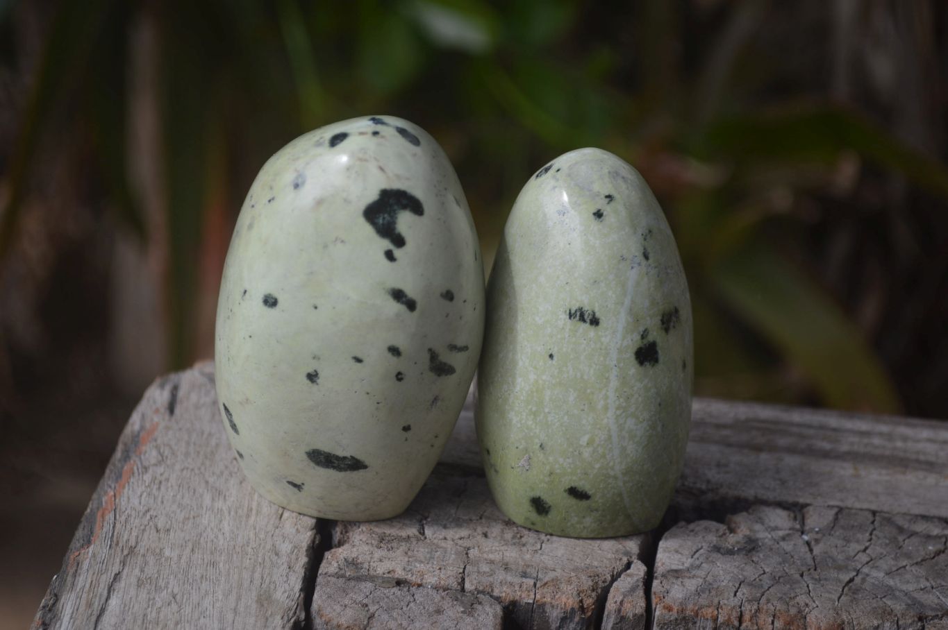 Polished Leopard Stone Standing Free Forms x 6 From Nyanga, Zimbabwe - Toprock Gemstones and Minerals 