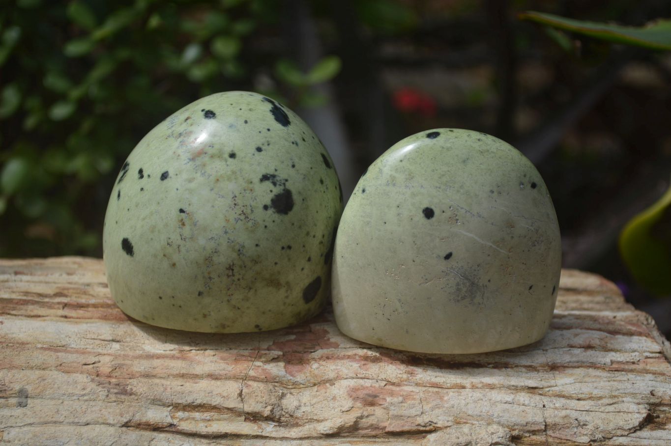Polished Leopard Stone Standing Free Forms x 6 From Nyanga, Zimbabwe - Toprock Gemstones and Minerals 