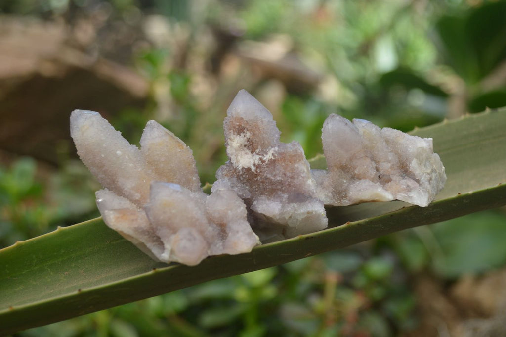 Natural Amethyst Spirit Quartz Clusters x 15 From Boekenhouthoek, South Africa - Toprock Gemstones and Minerals 