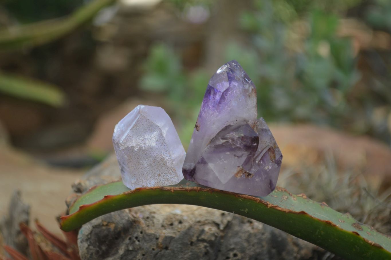 Polished Smokey Window Amethyst Quartz Crystals x 24 From Akansobe, Madagascar - Toprock Gemstones and Minerals 