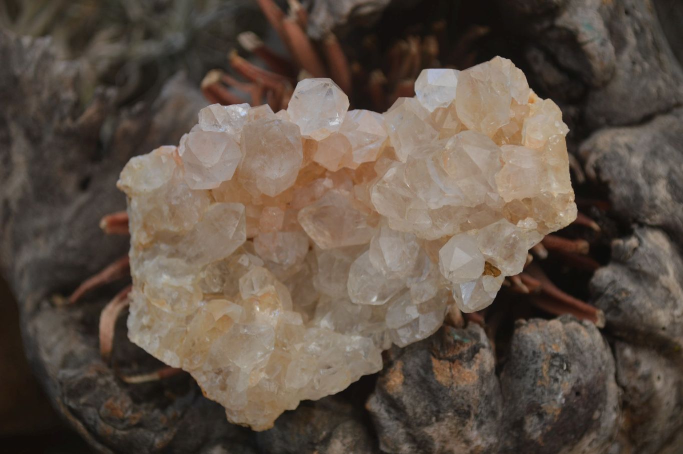 Natural Limonite Quartz Clusters x 12 From Solwezi, Zambia - Toprock Gemstones and Minerals 