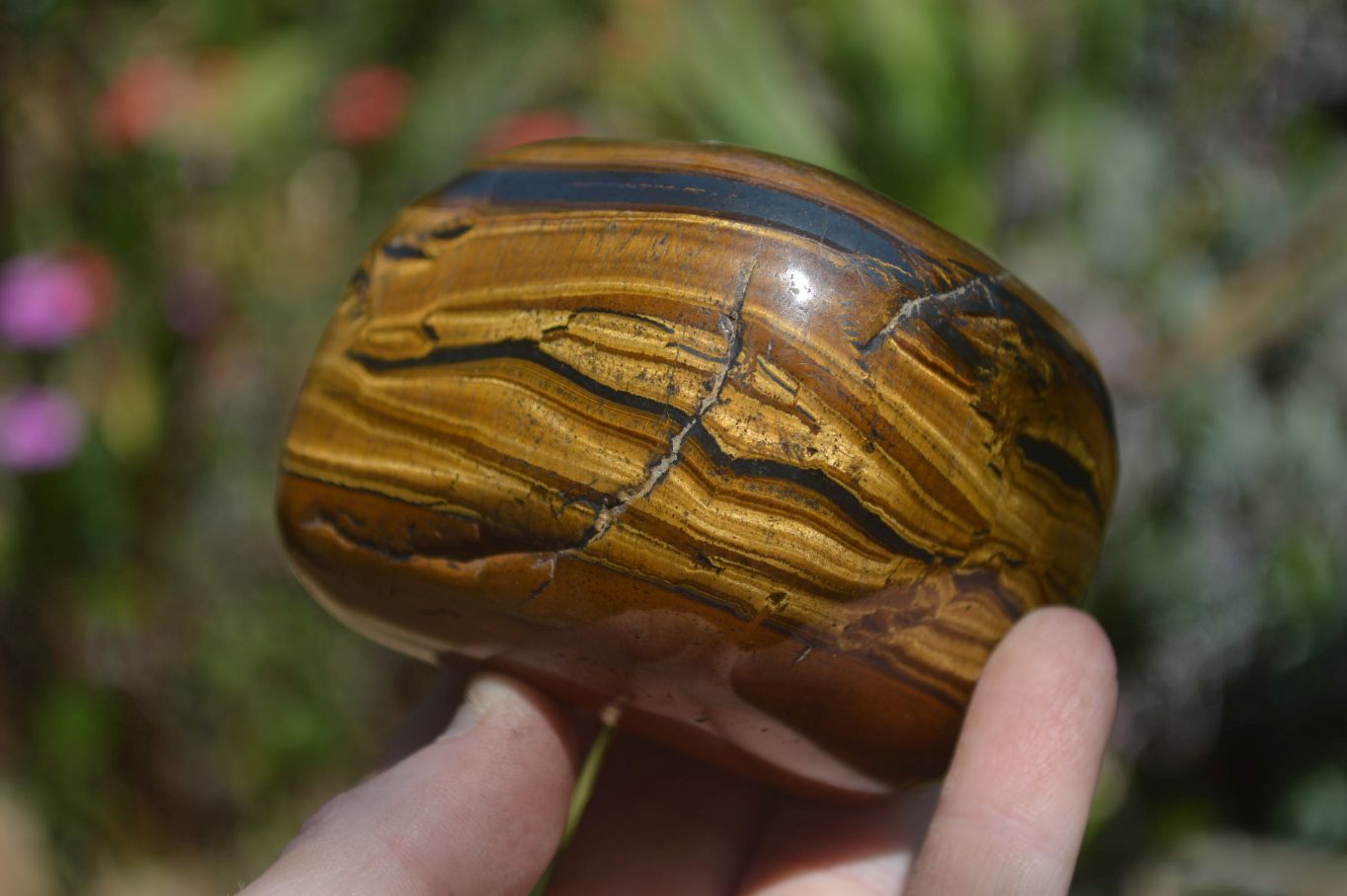 Polished Tiger's Eye Free Forms x 3 From Prieska, South Africa - Toprock Gemstones and Minerals 