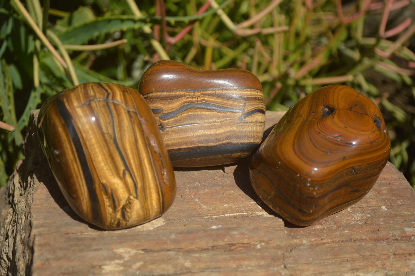Polished Tiger's Eye Free Forms x 3 From Prieska, South Africa - Toprock Gemstones and Minerals 