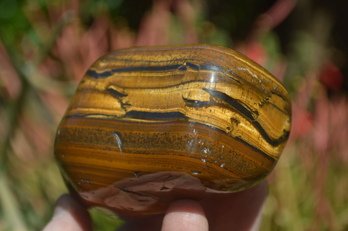 Polished Tiger's Eye Free Forms x 3 From Prieska, South Africa - Toprock Gemstones and Minerals 