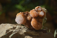Natural Ametrine Spirit Quartz Clusters x 4 From Boekenhouthoek, South Africa - Toprock Gemstones and Minerals 