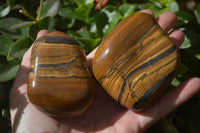 Polished Tiger's Eye Free Forms x 5 From Prieska, South Africa