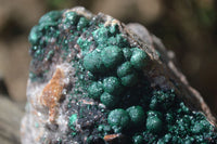 Natural Ball Malachite On Quartz Matrix Specimen x 1 From Kambove, Congo - Toprock Gemstones and Minerals 