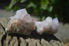 Natural Cactus Flower Spirit Quartz Clusters x 12 From Boekenhouthoek, South Africa - Toprock Gemstones and Minerals 