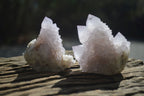 Natural Cactus Flower Spirit Quartz Clusters x 12 From Boekenhouthoek, South Africa - Toprock Gemstones and Minerals 