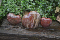Polished Podocarpus Petrified Wood Hearts x 3 From Mahajanga, Madagascar