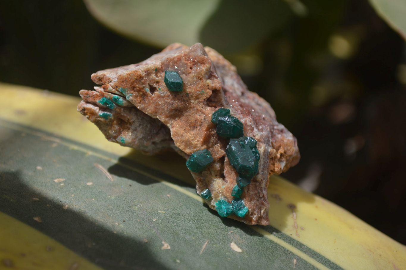 Natural Dioptase On Dolomite Specimens x 6 From Likasi, Congo - Toprock Gemstones and Minerals 