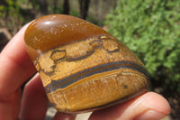Polished Tiger's Eye Free Forms x 6 From Prieska, South Africa