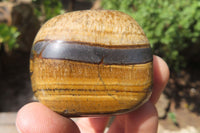 Polished Tiger's Eye Free Forms x 6 From Prieska, South Africa
