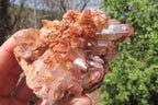 Natural Red Hematoid Quartz Clusters x 6 From Karoi, Zimbabwe - Toprock Gemstones and Minerals 