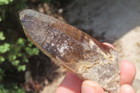 Natural Smokey Quartz Crystals x 8 From Zomba, Malawi - Toprock Gemstones and Minerals 