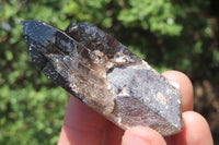 Natural Smokey Quartz Crystals x 8 From Zomba, Malawi - Toprock Gemstones and Minerals 