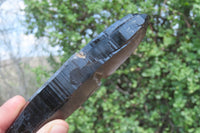 Natural Smokey Quartz Crystals x 8 From Zomba, Malawi - Toprock Gemstones and Minerals 