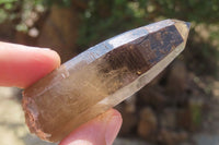 Natural Smokey Quartz Crystals x 8 From Zomba, Malawi - Toprock Gemstones and Minerals 