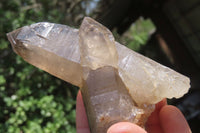 Natural Smokey Quartz Crystals x 8 From Zomba, Malawi - Toprock Gemstones and Minerals 