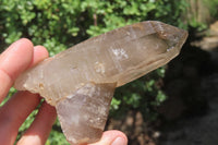 Natural Smokey Quartz Crystals x 8 From Zomba, Malawi - Toprock Gemstones and Minerals 