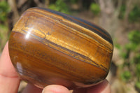 Polished Tiger's Eye Free Forms x 5 From Prieska, South Africa