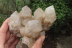 Natural Cascading Smokey Quartz Clusters x 2 From Luena, Congo - Toprock Gemstones and Minerals 