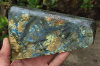 Polished Labradorite Standing Free Forms x 2 From Tulear, Madagascar - Toprock Gemstones and Minerals 
