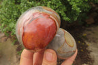 Polished Polychrome Jasper Mushrooms x 6 From Madagascar - Toprock Gemstones and Minerals 