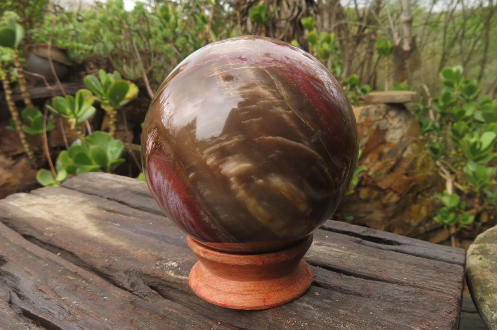 Polished Red Podocarpus Petrified Wood Spheres x 2 From Madagascar - Toprock Gemstones and Minerals 