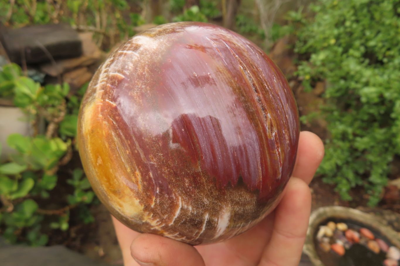 Polished Red Podocarpus Petrified Wood Spheres x 2 From Madagascar - Toprock Gemstones and Minerals 