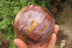 Polished Red Podocarpus Petrified Wood Spheres x 2 From Madagascar - Toprock Gemstones and Minerals 