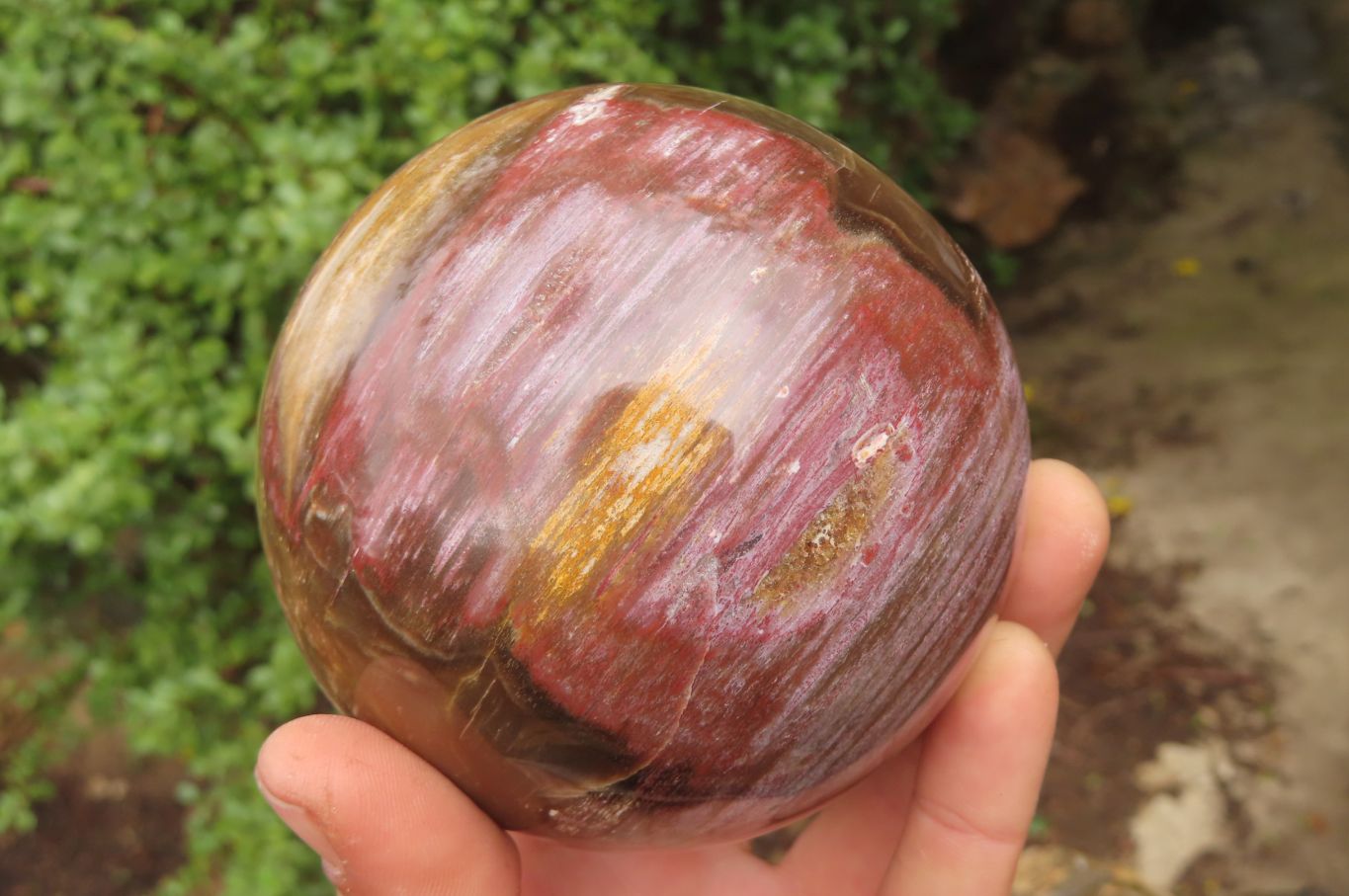 Polished Red Podocarpus Petrified Wood Spheres x 2 From Madagascar - Toprock Gemstones and Minerals 