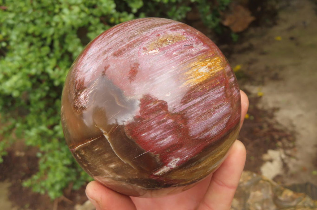 Polished Red Podocarpus Petrified Wood Spheres x 2 From Madagascar - Toprock Gemstones and Minerals 