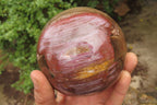 Polished Red Podocarpus Petrified Wood Spheres x 2 From Madagascar - Toprock Gemstones and Minerals 