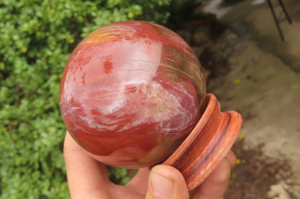 Polished Red Podocarpus Petrified Wood Spheres x 2 From Madagascar - Toprock Gemstones and Minerals 