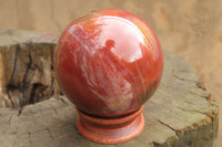 Polished Red Podocarpus Petrified Wood Spheres x 2 From Madagascar - Toprock Gemstones and Minerals 