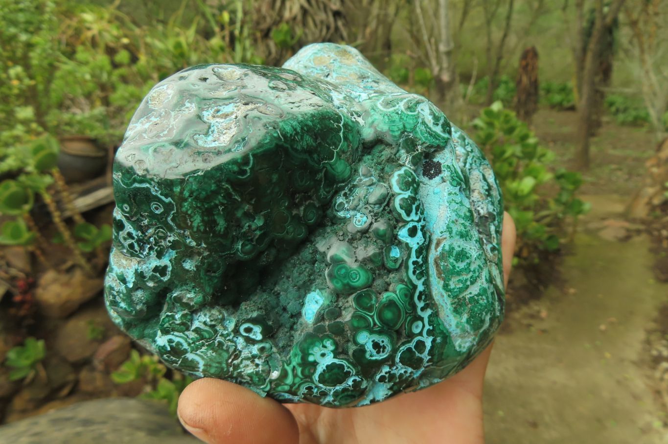 Polished Flower Banded Malacolla Free Forms x 2 From Congo - Toprock Gemstones and Minerals 