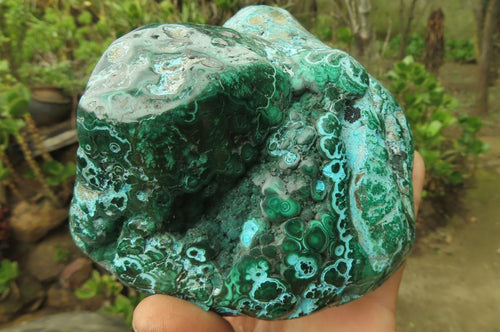 Polished Flower Banded Malacolla Free Forms x 2 From Congo - Toprock Gemstones and Minerals 