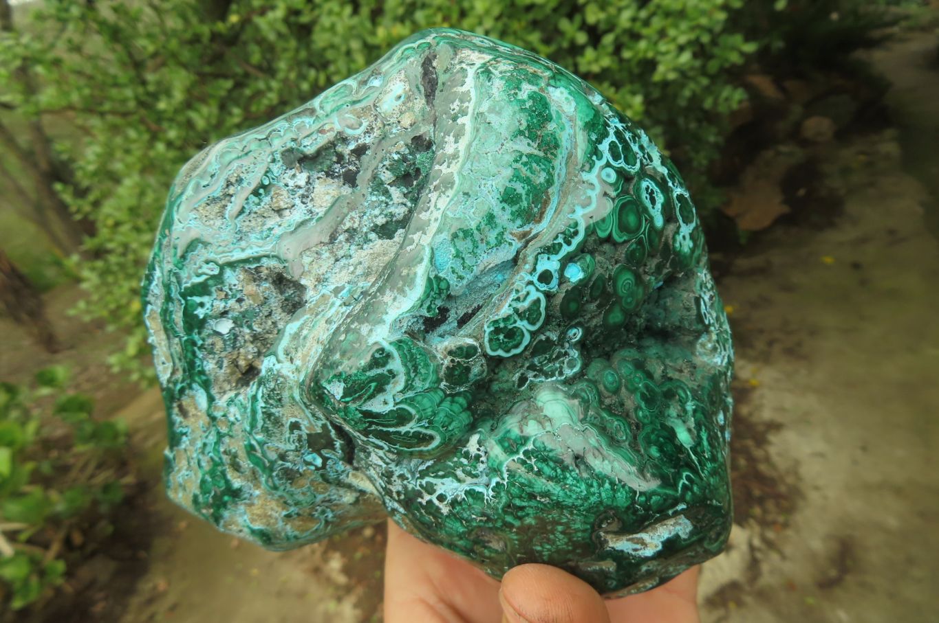 Polished Flower Banded Malacolla Free Forms x 2 From Congo - Toprock Gemstones and Minerals 