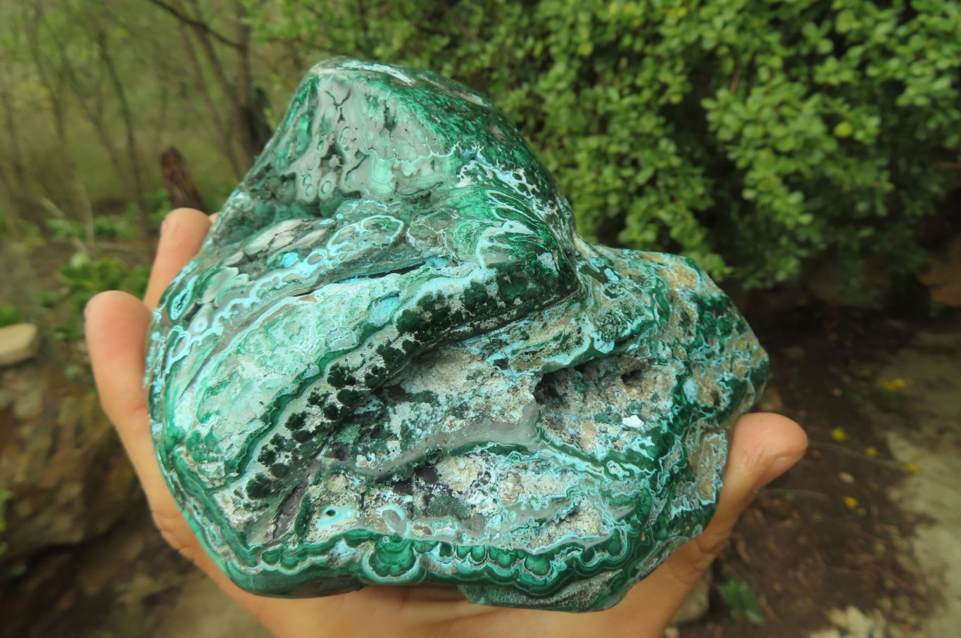 Polished Flower Banded Malacolla Free Forms x 2 From Congo - Toprock Gemstones and Minerals 