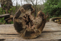 Polished Petrified Wood Branch Pieces x 3 From Gokwe, Zimbabwe - Toprock Gemstones and Minerals 