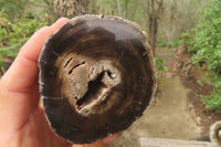 Polished Petrified Wood Branch Pieces x 3 From Gokwe, Zimbabwe - Toprock Gemstones and Minerals 